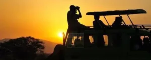 Gorilla Trekking