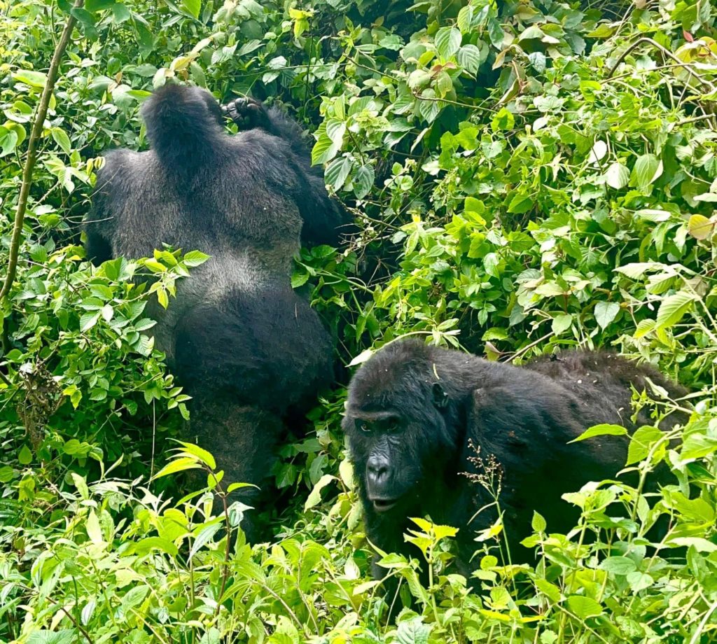 chimpanzee permits